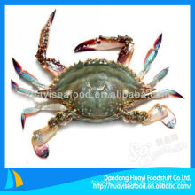 frozen crab blue swimming pelagicus crab